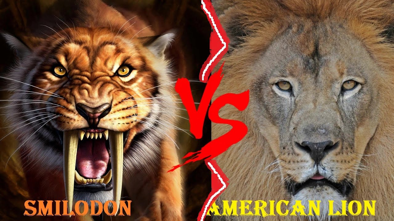 Featured image of post American Lion Vs Saber Tooth Tiger