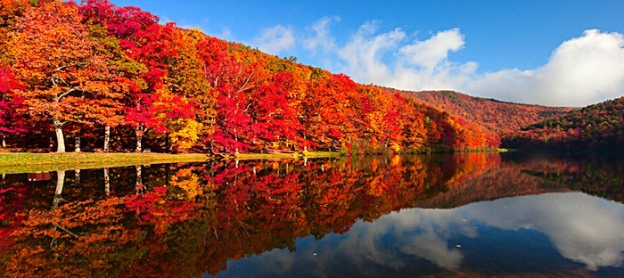 Featured image of post Beautiful Fall Trees Images