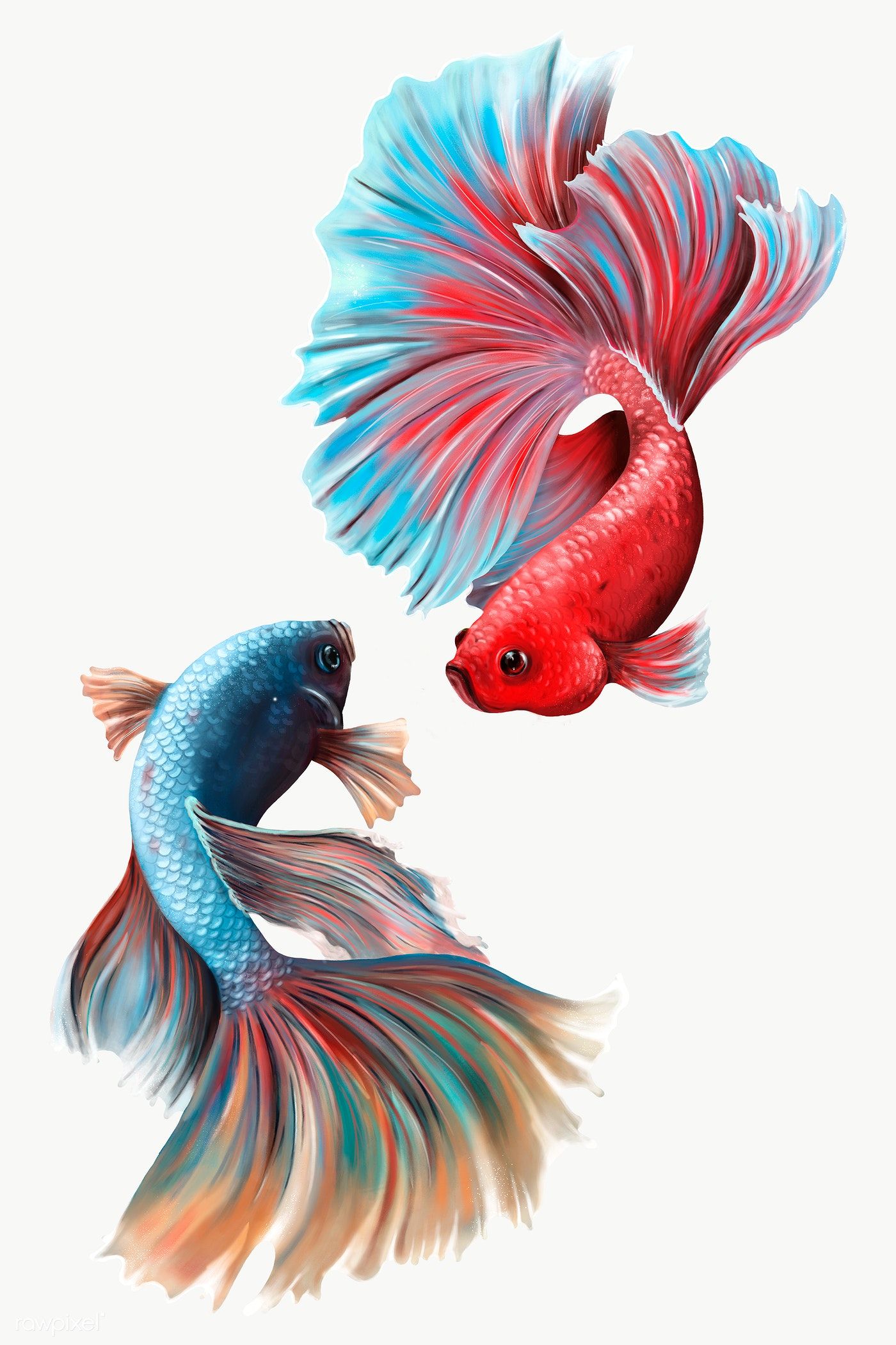 Featured image of post Betta Fish Art Png