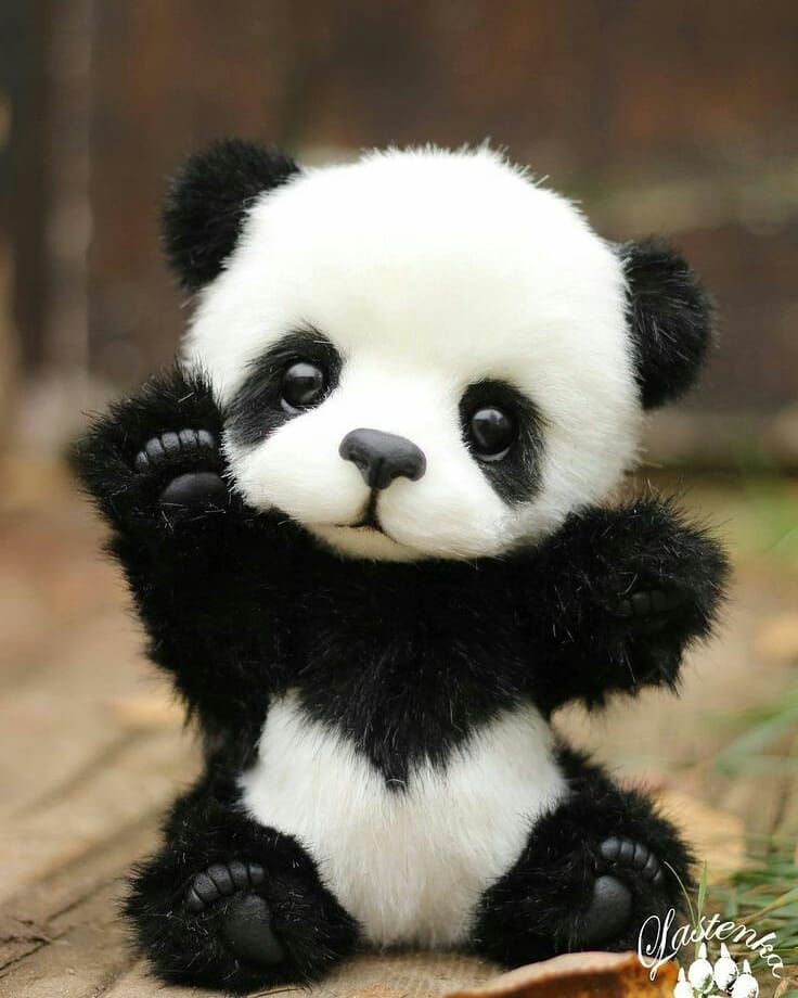 Featured image of post Cute Baby Animals Images Panda