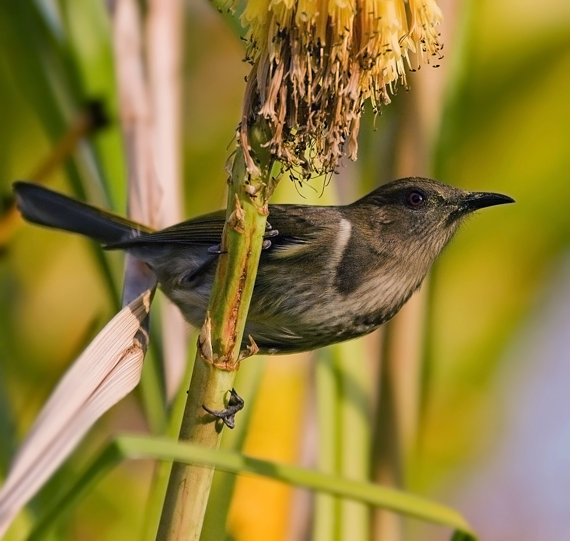 Featured image of post Nz Honey Eater