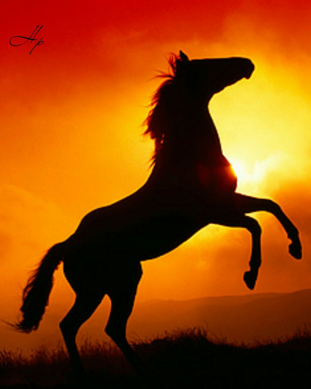 Featured image of post Sunset Cute Horse Backgrounds